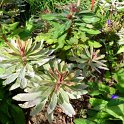Euphorbia amygdaloides 'Helena'
